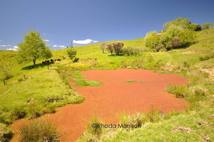 311 Franklin Road Paparoa_18