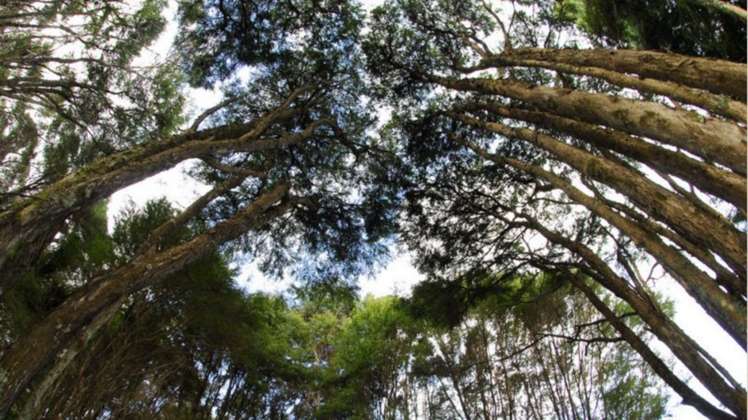 93 Tarapatiki Drive Whitianga_19