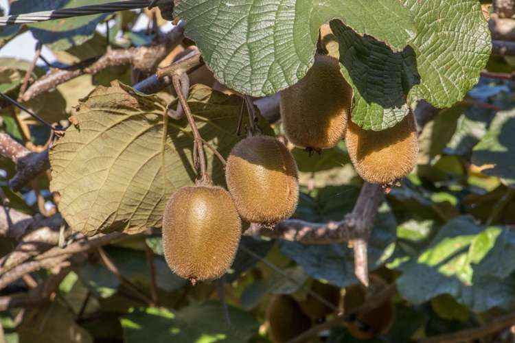 175 Busby Road Katikati_20