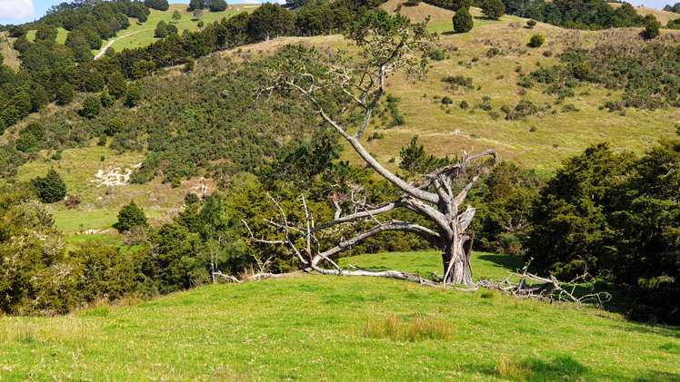 Lot 2/347 Porter Road Paparoa_16