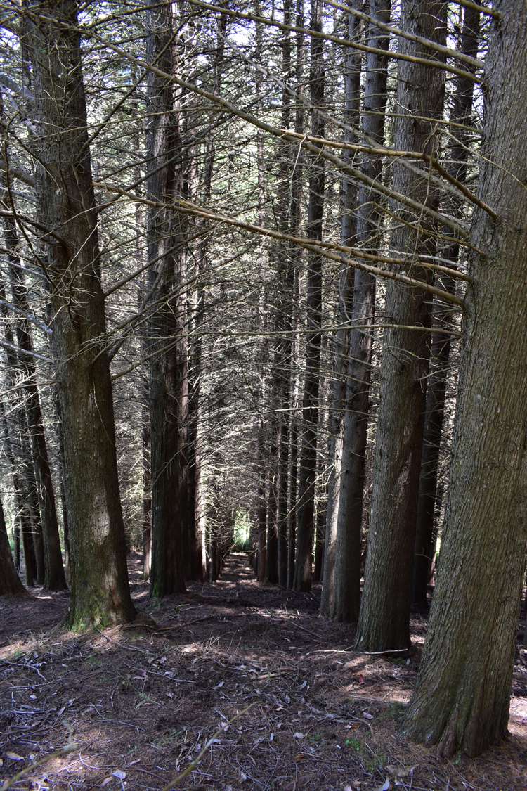 1809 Motueka Valley Highway Ngatimoti_22