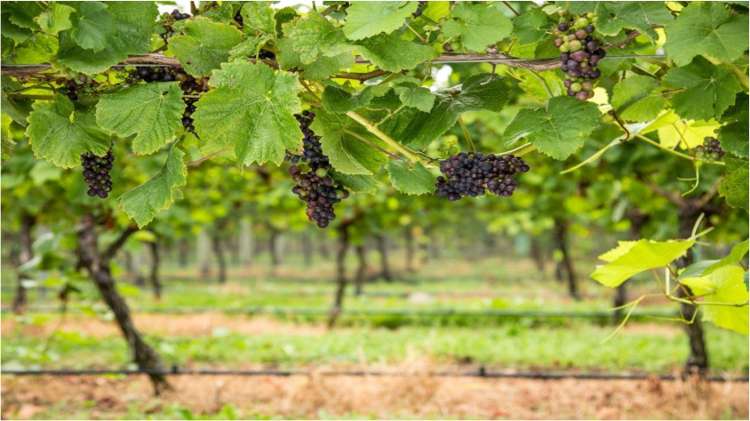 17 Riverside Drive Ohau_8