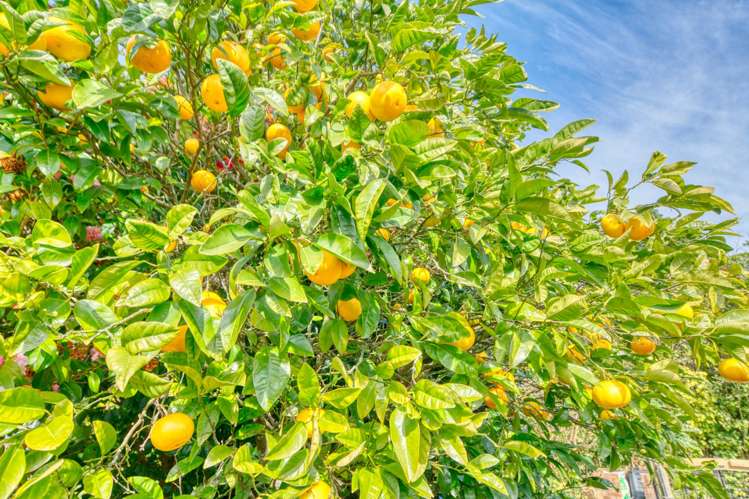 2A Golden Sands Road Barrytown_25