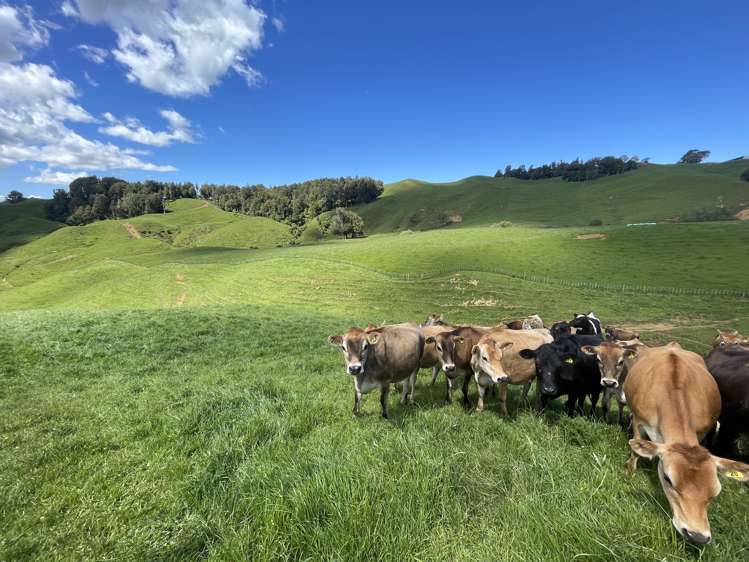 104 Tapuae Road Honikiwi_10