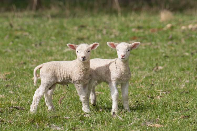 220 Mackay Road West Otago Surrounds_24
