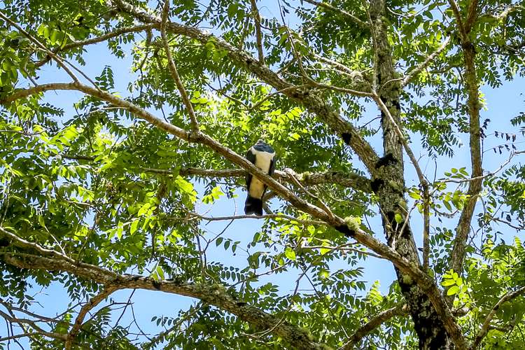 248 Surrey Hill Road Kaitake_20