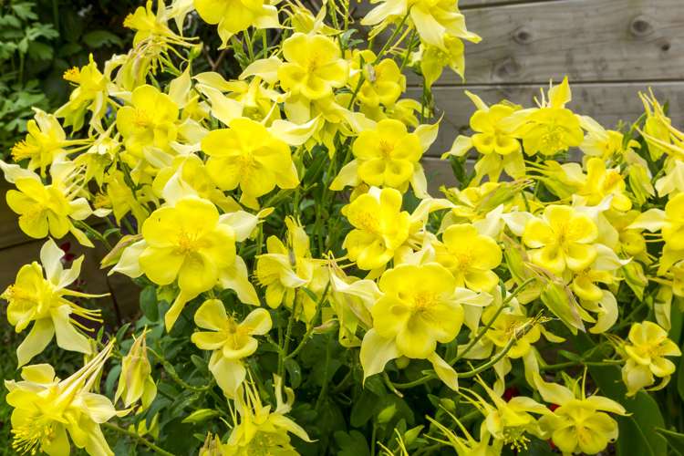 24 Te Kaeaea Crescent Wallaceville_21