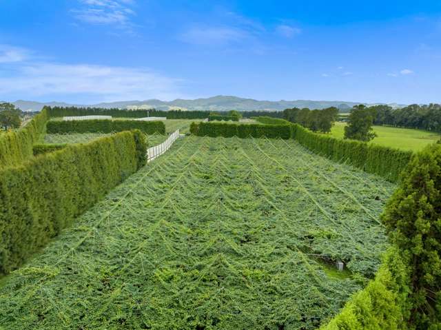 Just harvested - 104,000 trays of G3