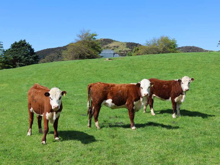 98 Millstream Road Dannevirke_20