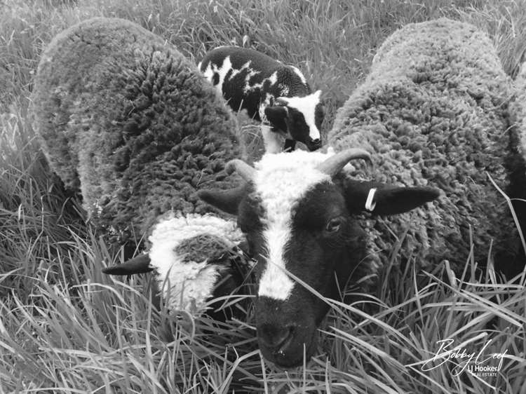 139 Warner Road Takahue_11