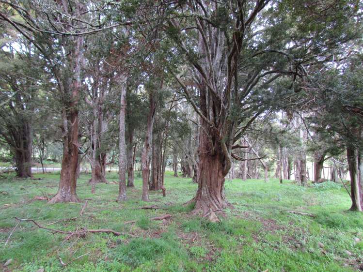 Carruth Road Poroti_9