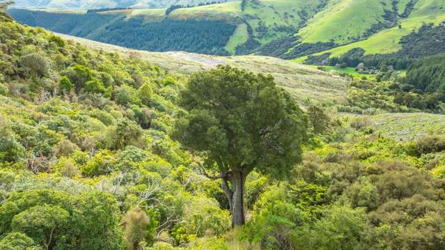 1301 Western Valley Road Port Levy_2