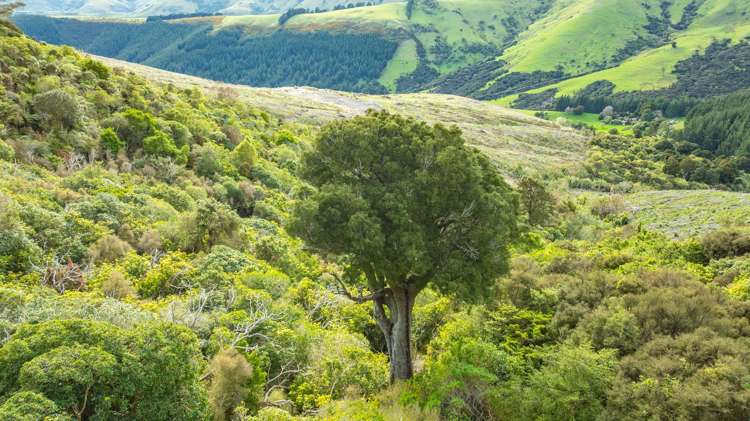 1301 Western Valley Road Port Levy_2