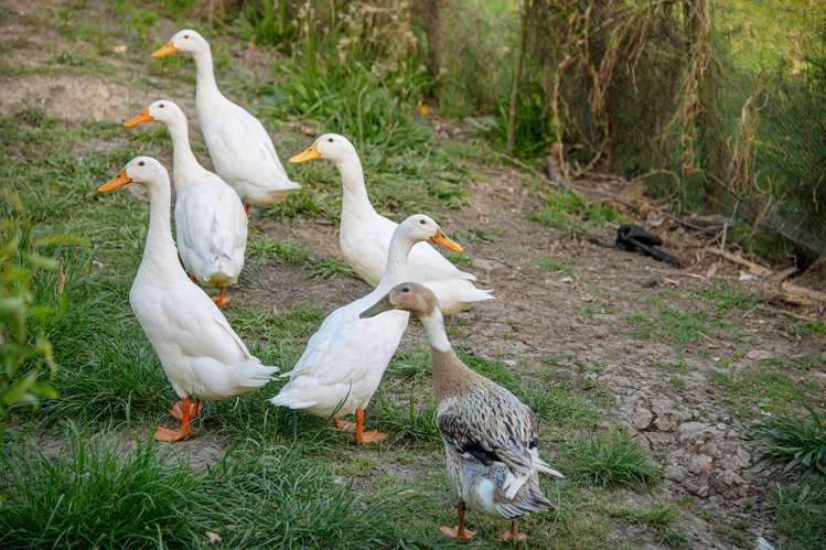 69a Pipitiwai Drive Helensville_35