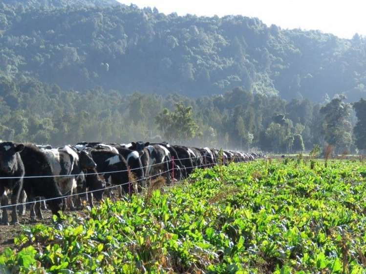 1248 Peel Forest Road Mesopotamia_9