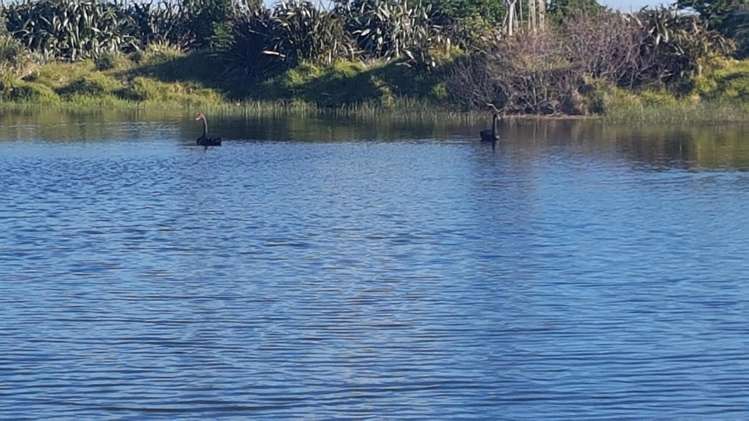 4581 South Road Opunake_7