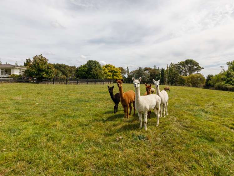 1005 Taonui Road Feilding_24