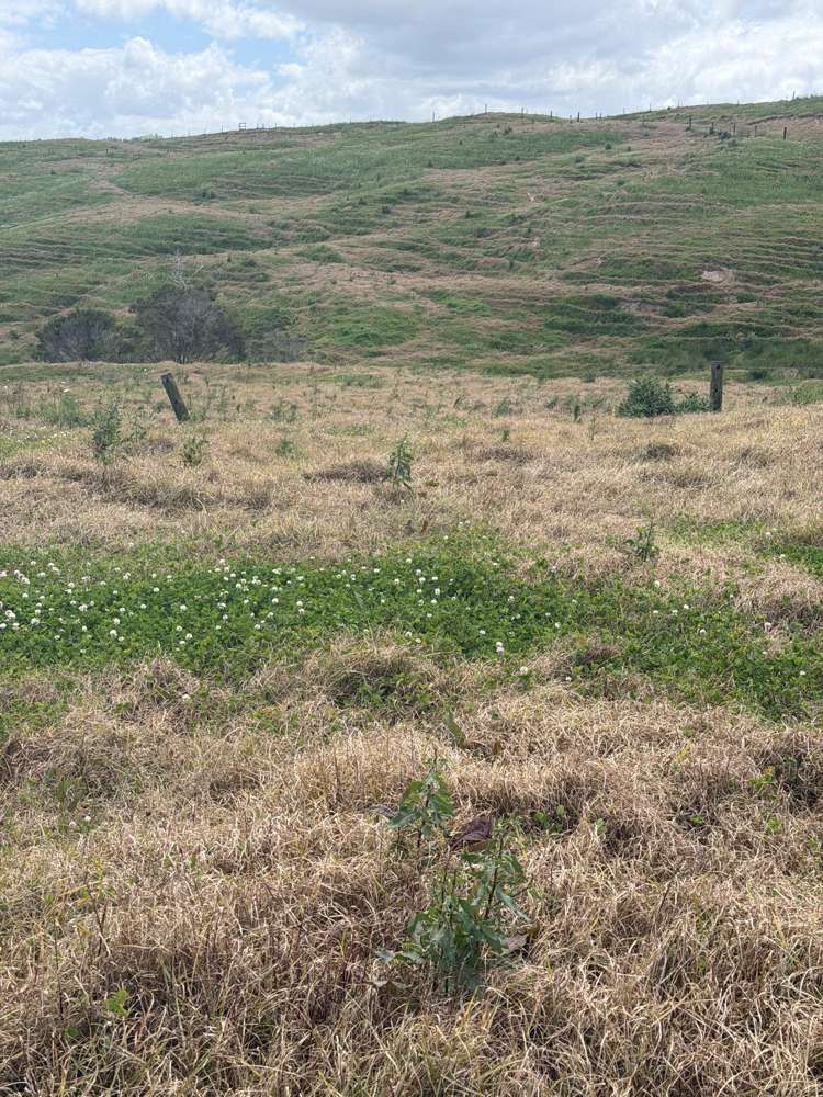 Pukehuia Road Arapohue_13