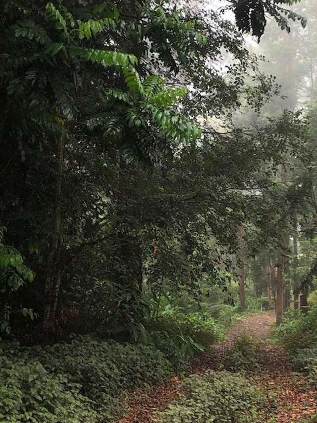 100 Wongawallan Road Tamborine Mountain_2