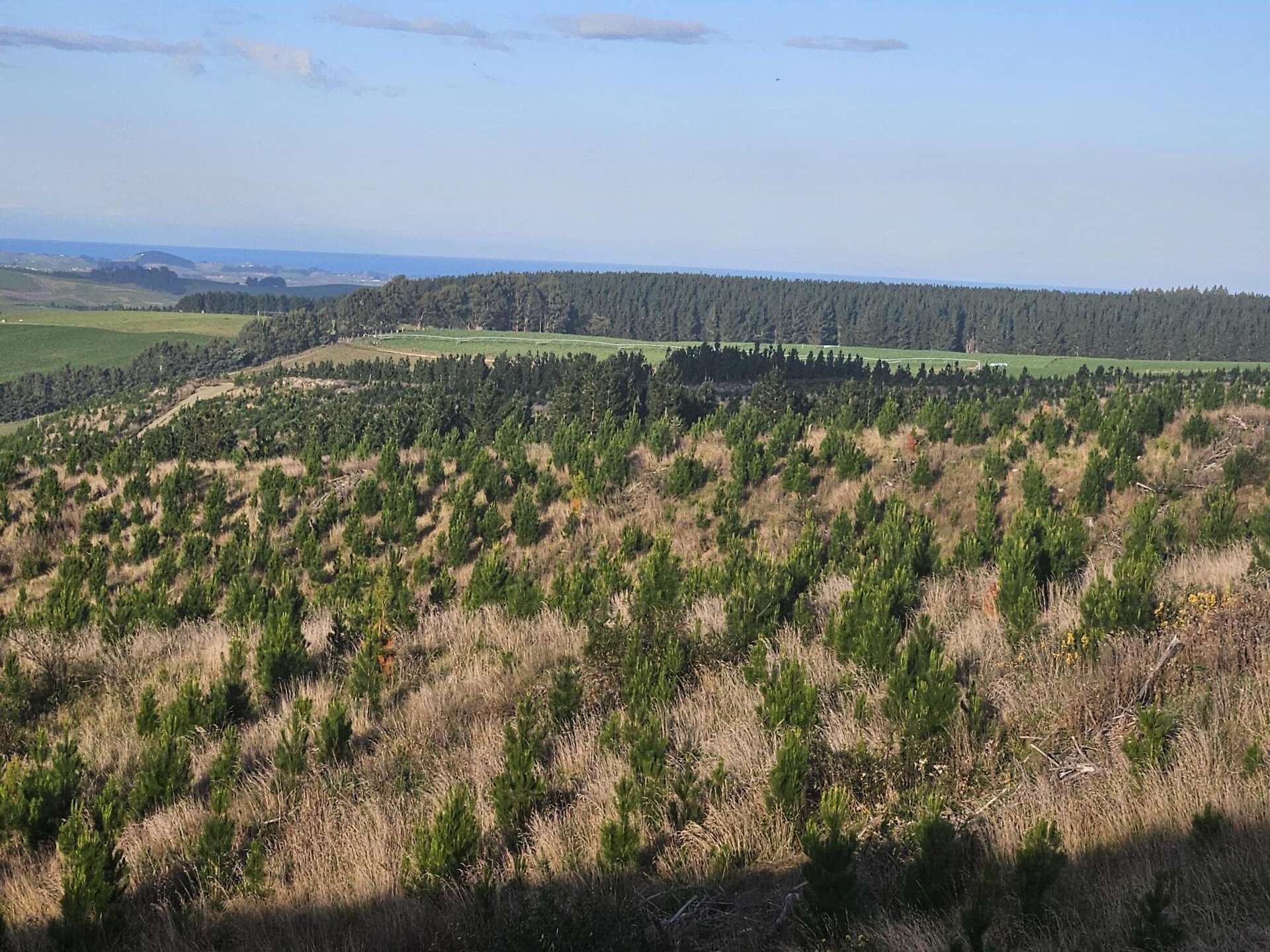 The Dasher Road Maraeweka_0