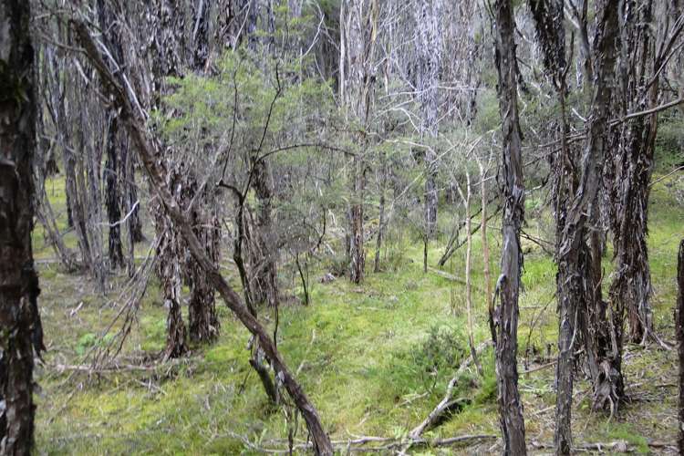 Tadmor-Glenhope Road Tasman_15