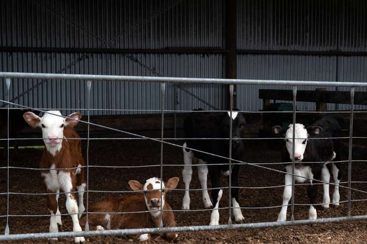 318 Gavin Road Rerewhakaaitu_11