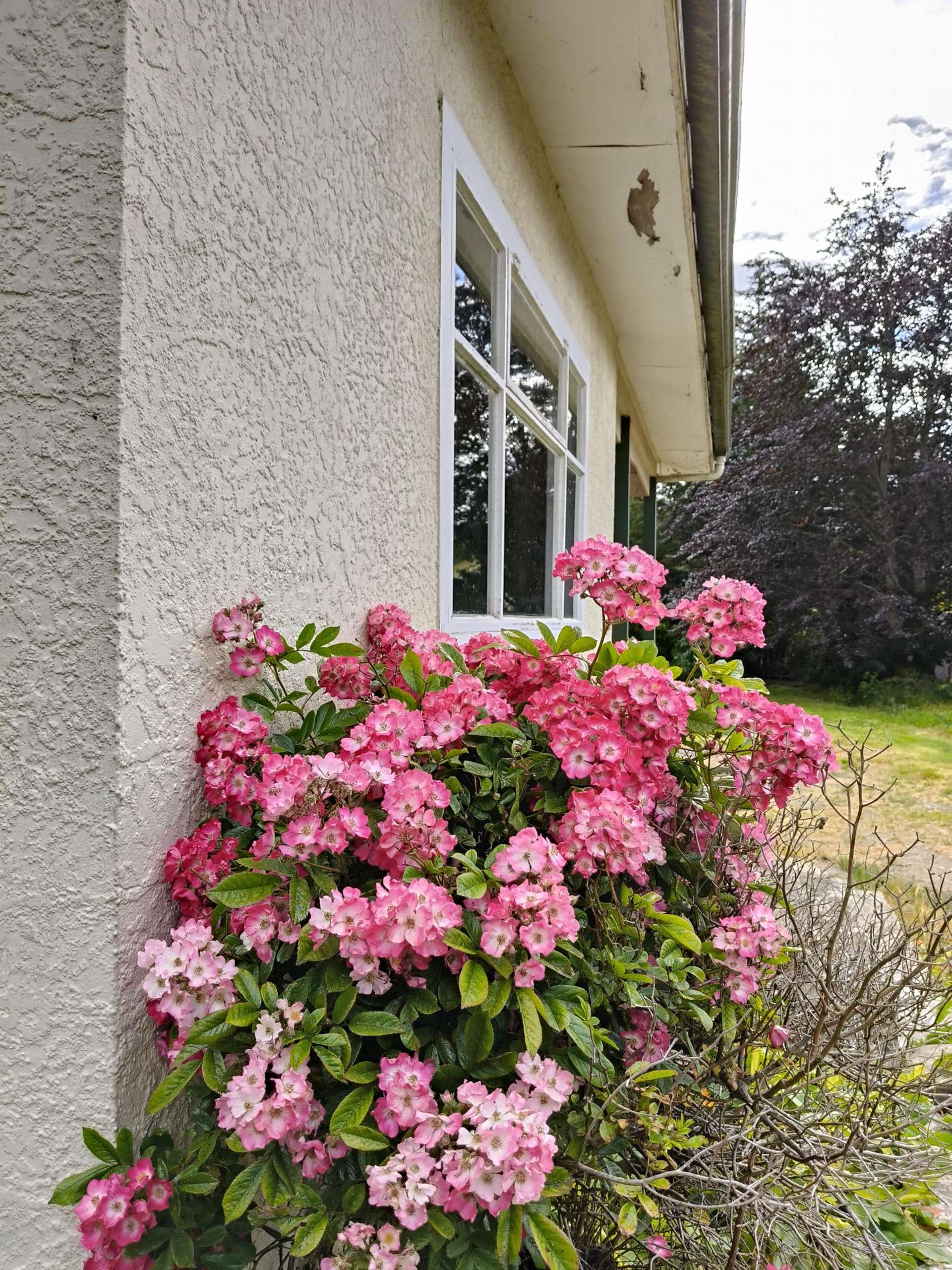 16 Whitehaven Street Lawrence_0