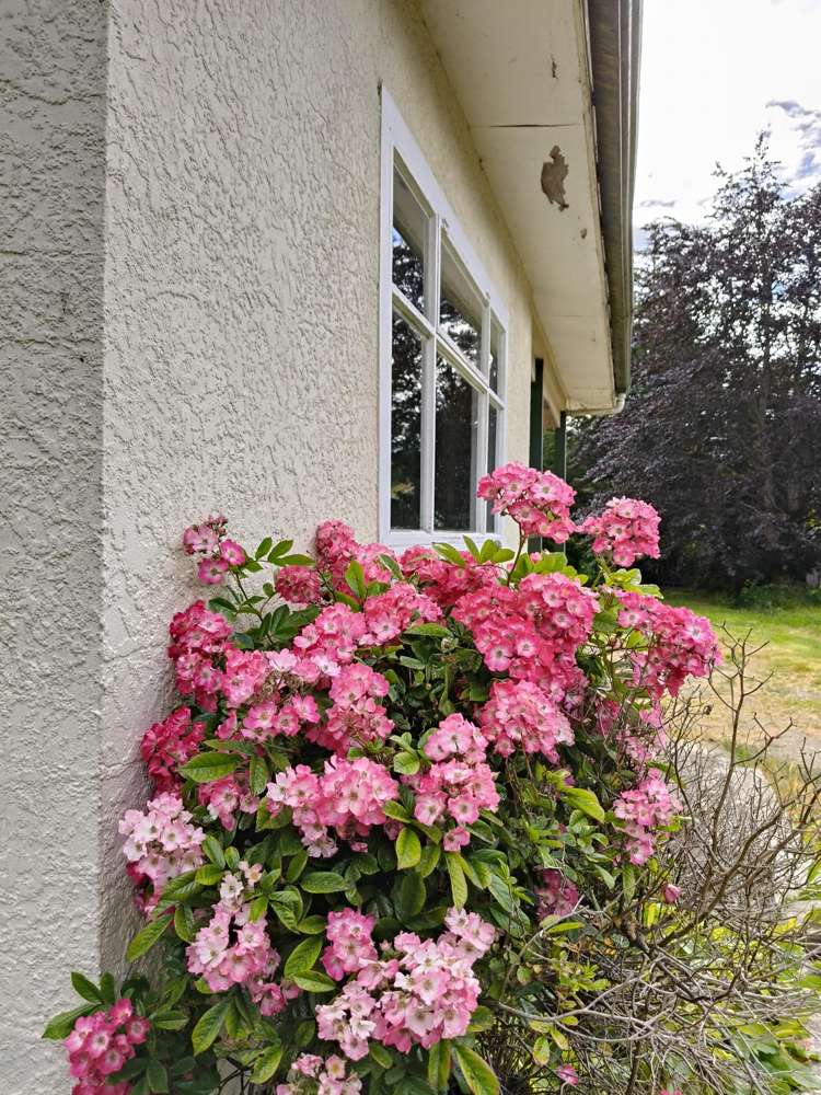 16 Whitehaven Street Lawrence_1