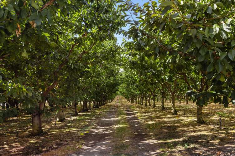 260 Ripponvale Road Cromwell_6