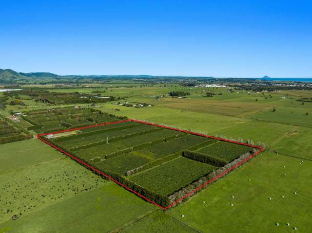 Potara Orchard Green & Gold Production Block