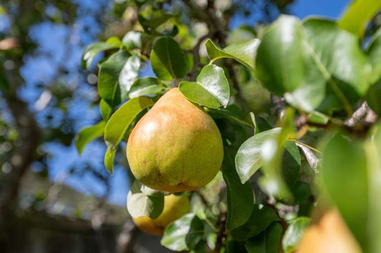 5 Amelia Crescent Waikawa_9