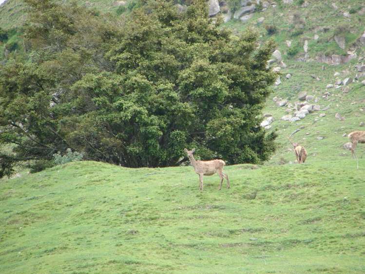 1742 Taringamotu Road Taringamotu_2