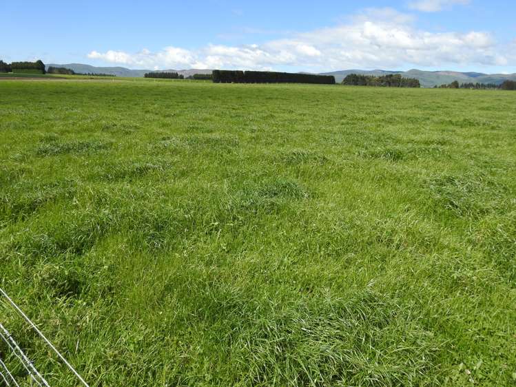 162 Longridge Village Road Gore Surrounds_5