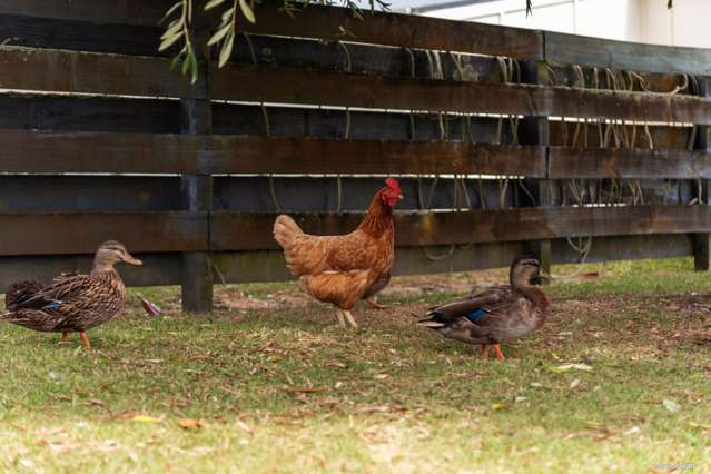 10 Barbary Avenue Kelston_4