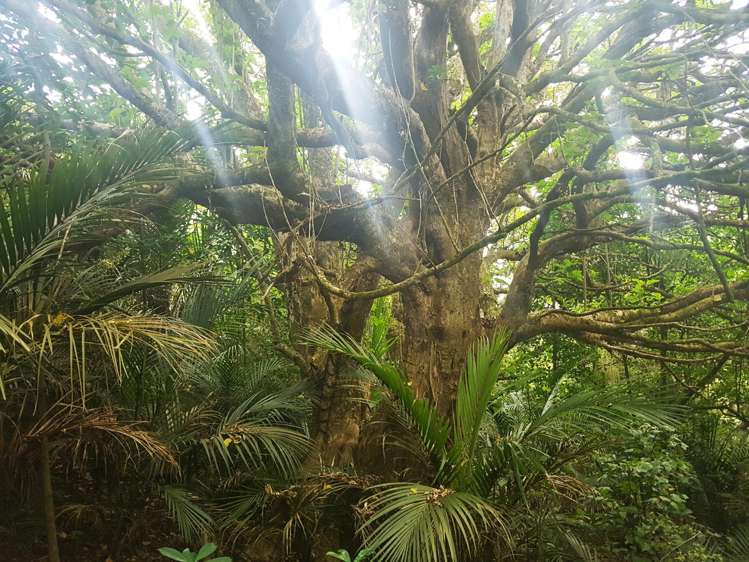 914 Whakapirau Road Whakapirau_1