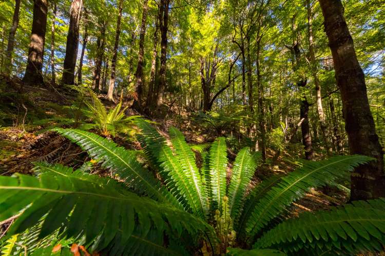 419b Katherine Mansfield Drive Blue Mountains_7