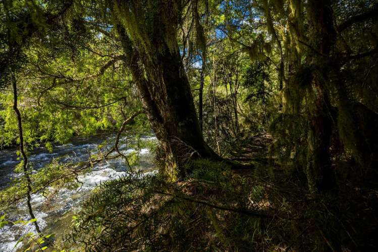 101 Gowan Valley Road Gowanbridge_5