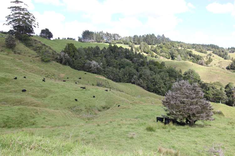 109 Paponga Road Broadwood_23