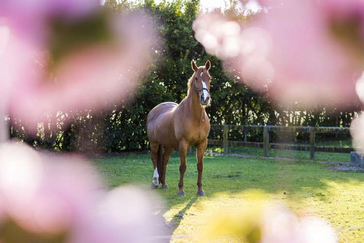 441C Marychurch Road Matangi_8