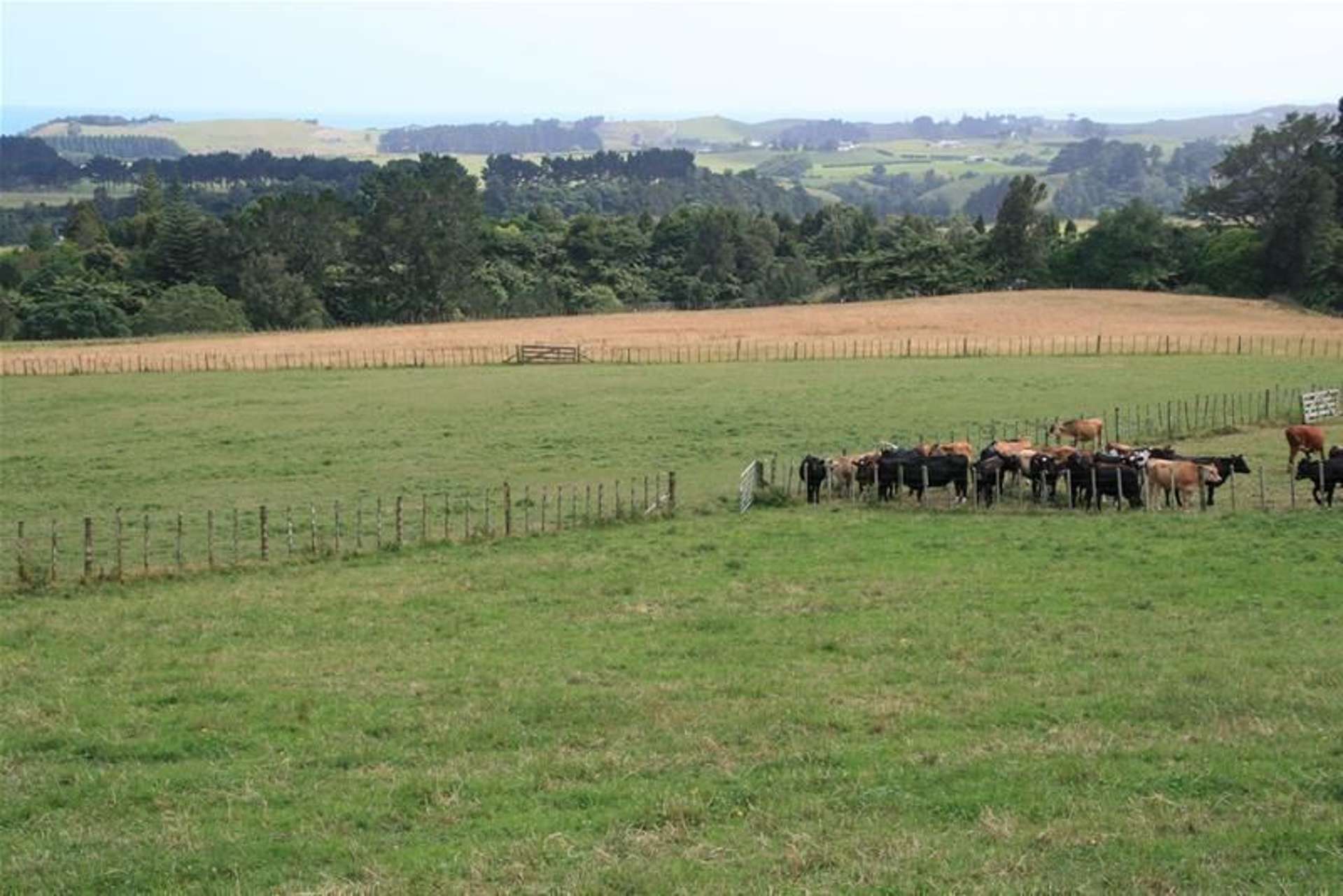 Mokau Road Urenui_0