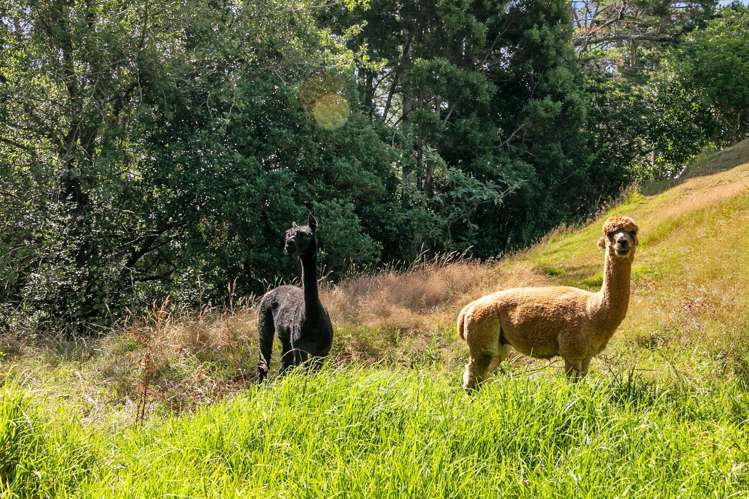 92 Awanui Rise Ardmore_3