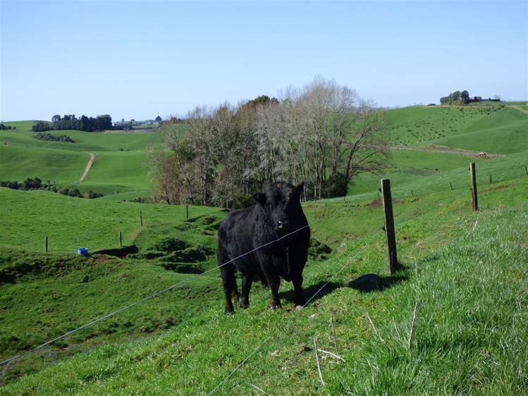 546 Ngutunui Road Otorohanga_10