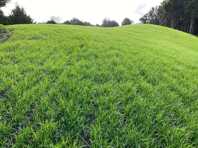 Pigs Head Road Whakapara_11