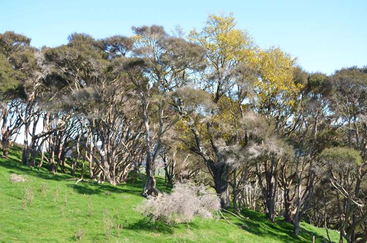 Mangapurupuru Road Bideford_9