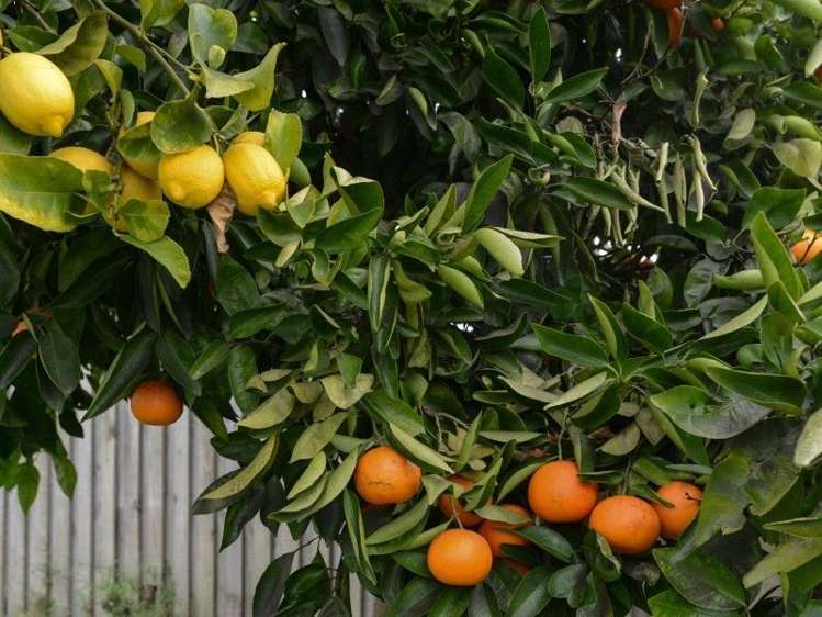 201 Townshend Street Saint Leonards_19