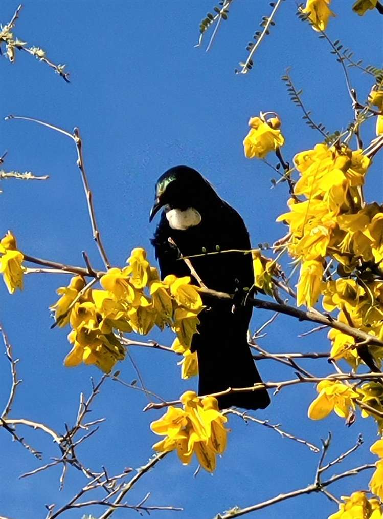 376 Neudorf Road Upper Moutere_17