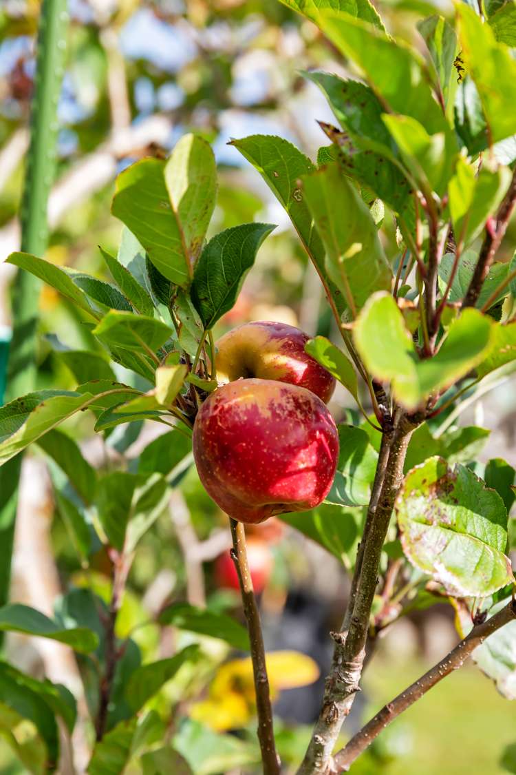 43 Bellbird Avenue Onerahi_9