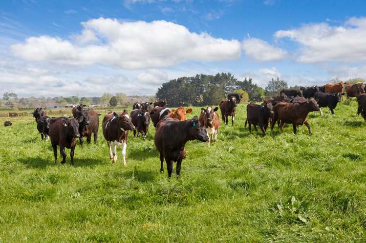 334 Okauia Springs Road Okauia_11