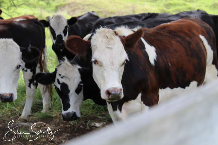 215c Heatley Road Whakapirau_29