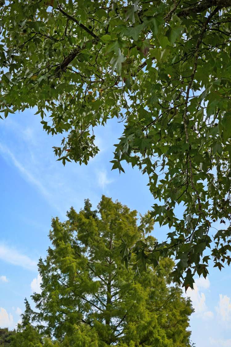 Lot Lot 5/115 Screen Road Coatesville_7